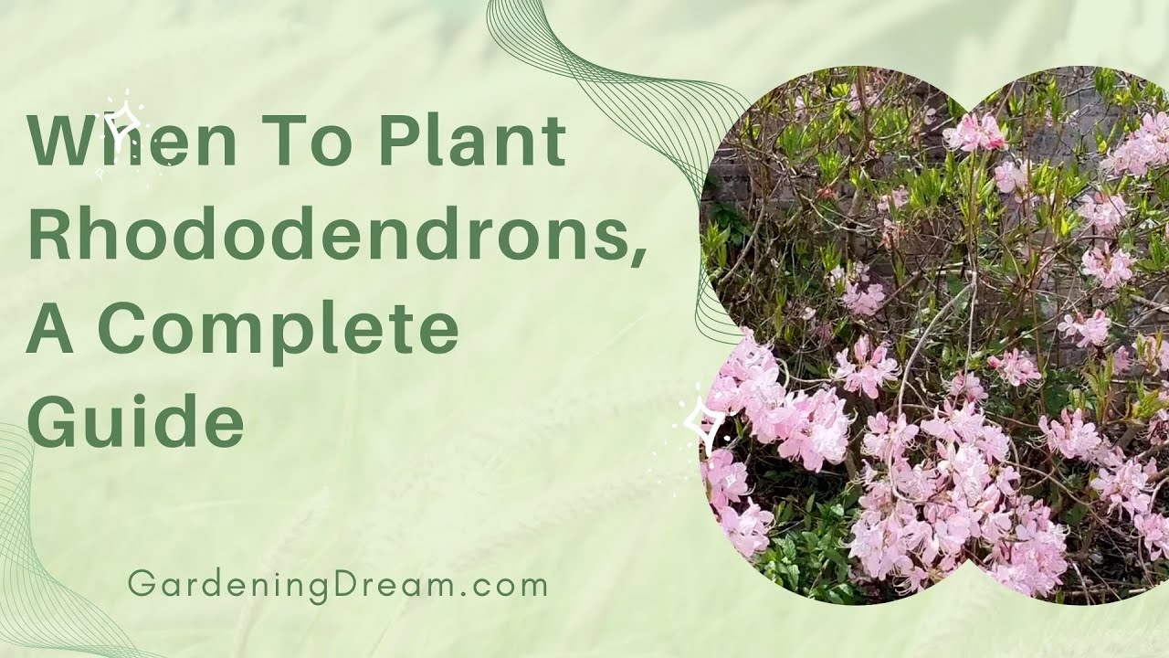 When To Plant Rhododendrons, A Complete Guide