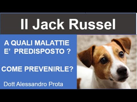 Video: Comuni problemi di Jack Russell e come risolverli