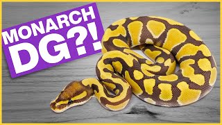 Famous NEVER Before Seen Monarchs! — feat. Showcase Serpents | #Hetflix 161 Profile