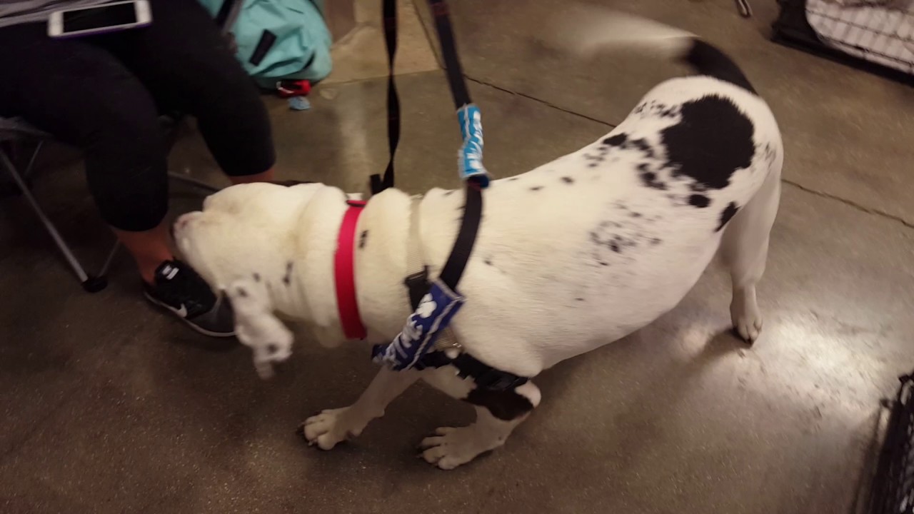 video phone lyrics DUTCH - 2-3yr mastiff, neutered male