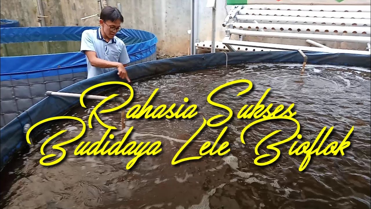 Cara Membuat Kolam Lele Sistem Bioflok 