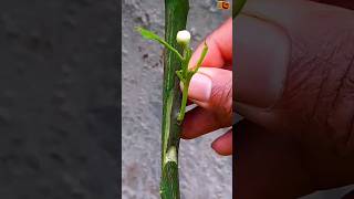 Orange Side grafting  agriculture farming shorts