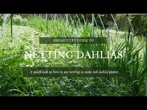 วีดีโอ: Dahlia Support Ideas - อะไรคือวิธีที่ดีที่สุดในการเดิมพัน Dahlias