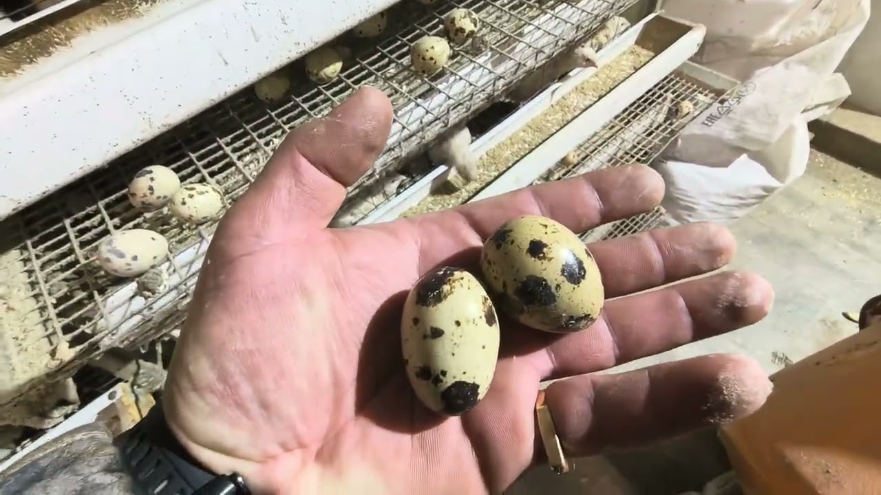 Выгодно ли держать перепелов при таких ценах на корма?