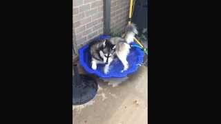 Clam time!!! Husky has a swim! 40 degrees Celsius is a bit hot for a husky by Kirsty Bain 4,350 views 9 years ago 39 seconds