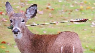 The deer with an arrow in his head came to people for help