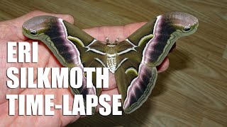 Eri silkmoth emerging time lapse x1000