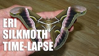 Eri silkmoth emerging time lapse x1000 by bugsnstuff 406 views 2 years ago 2 minutes, 7 seconds