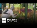 Rare Corpse Flower Reaches Peak Stench In Massachusetts Rare Corpse Flower Reaches Peak Stench In Massachusetts