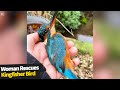 Woman rescues a rare kingfisher bird by hand after it flew into her kitchen