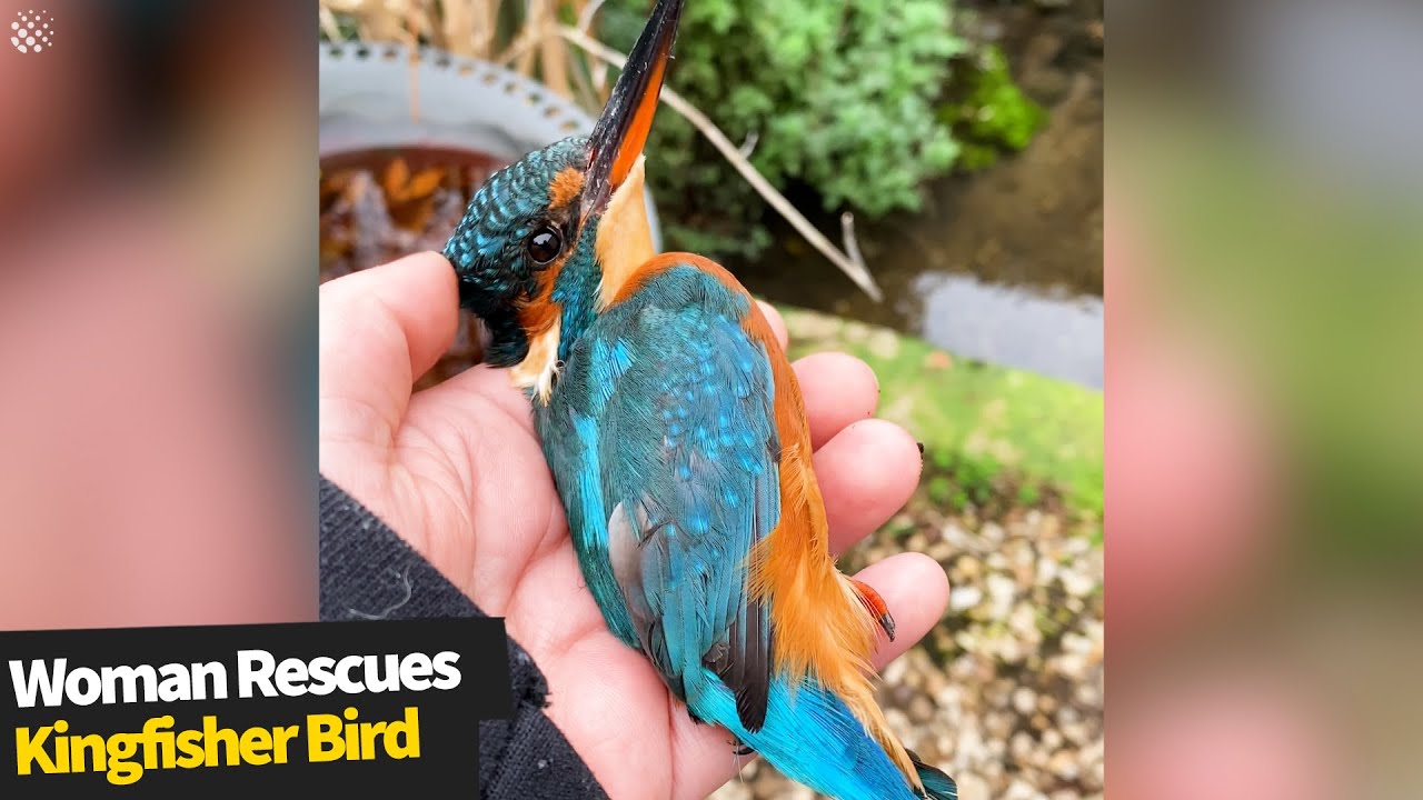 Woman rescues a rare kingfisher bird by hand after it flew into her kitchen