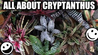 Cryptanthus Bromeliad  Care, Propagation & Varieties  Starfish, Earth Star, Collection, Houseplant