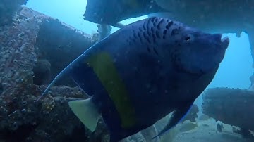 Sunken Car Creates Home for Colorful Fish