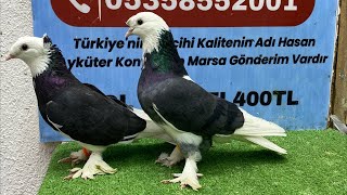 Canlı Güvercin Mezatı Hasan Aykuter Mezatı Oyun Kuşu Mezatı Taklacı Güvercin İhalesi Canlı Yayın