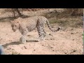 Slow motion - Leopard near Lower Sabie bridge, Kruger National Park (Take 2).