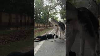 Lakaa Lakaa Lakaa Lakaa