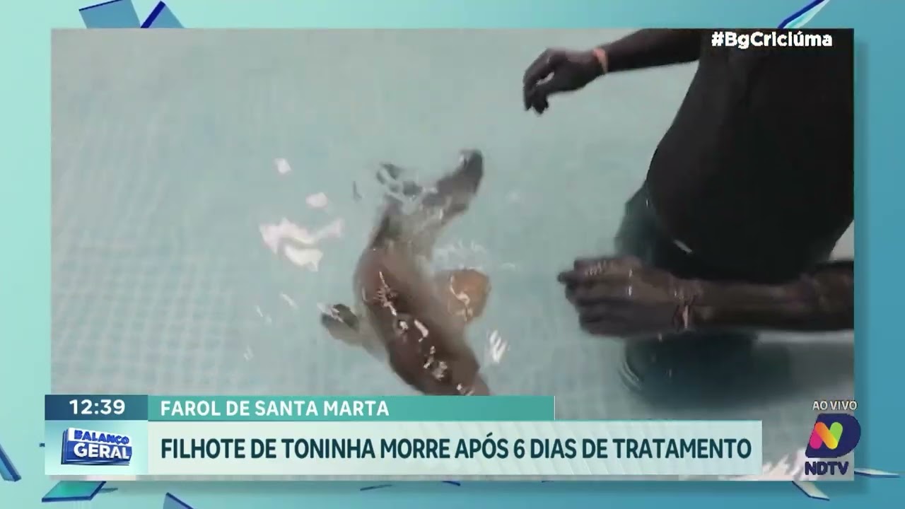 Após seis dias de cuidados, filhote de toninha não resiste