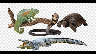 عرض للزواحف الخطيره مع الكابتن سلطان والكابتن فيصل باطهف ثعبان سام & عقارب & تمساح / Reptiles shows