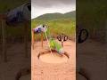Creative Amazing Parrot Trap #shorts