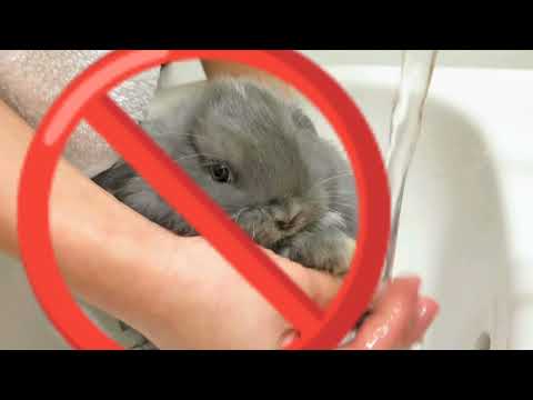 Βίντεο: Υπάρχουν άγρια κουνέλια με αυτιά;