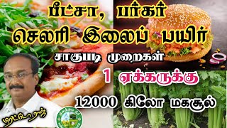 மருத்துவ குணமுள்ள செலரி பயிர் சாகுபடி முறை Celery farming Brittoraj 9944450552 screenshot 3