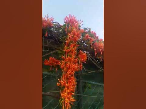 popular chinese new year plants