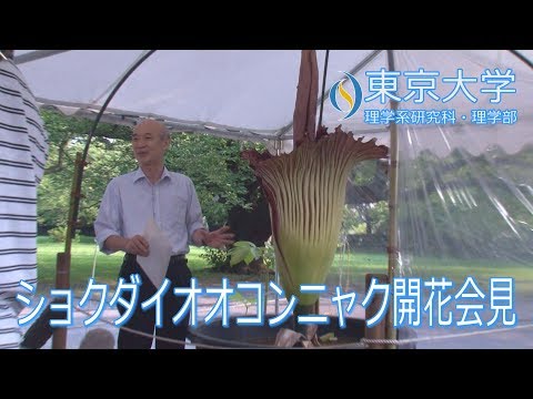 ショクダイオオコンニャク開花についての会見