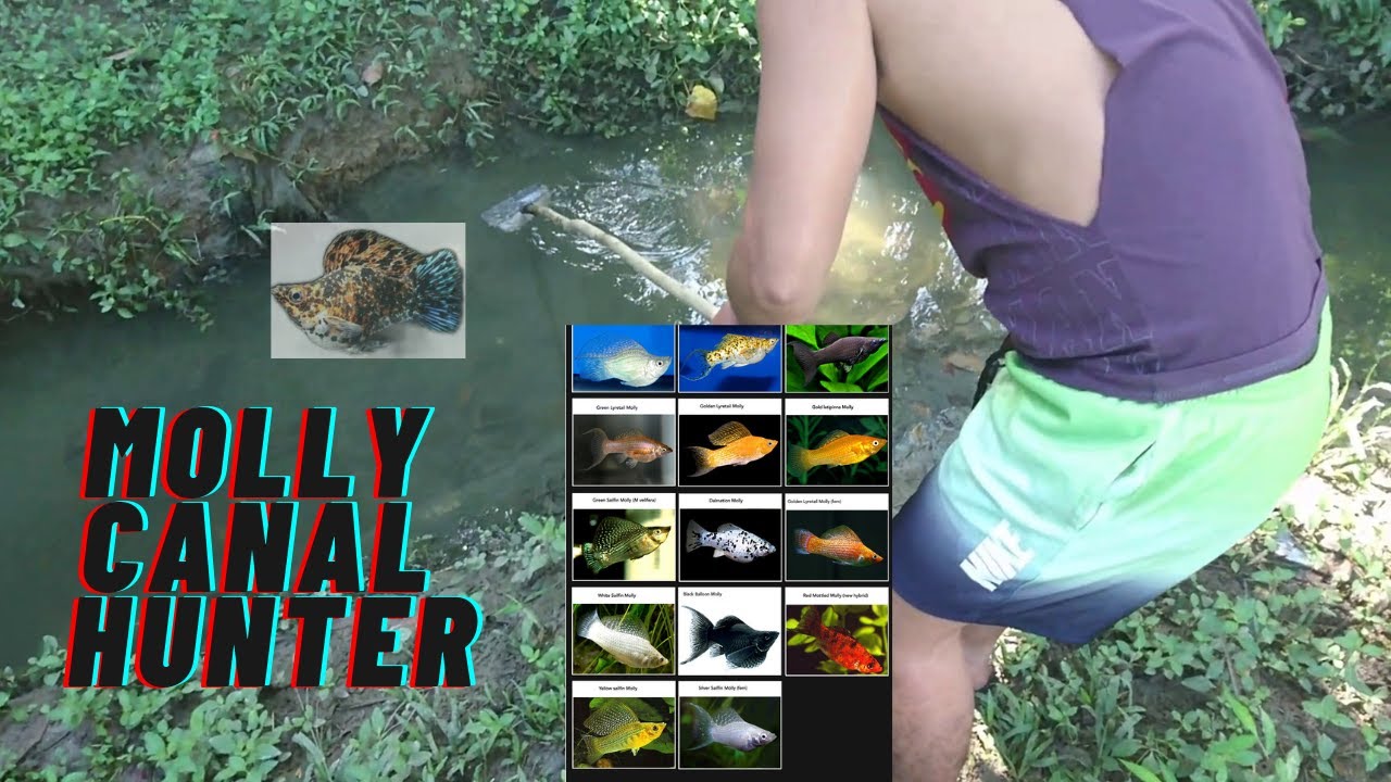 catching wild guppy and mollies part 4 (Using  round tiny fish net)  Bagyong Auring malakas na ulan