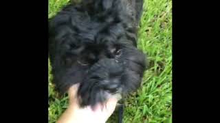 Video of adoptable pet named Bowie
