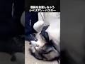 職務放棄をしてしまう警察犬ハスキー #シベリアンハスキー #犬 #動物