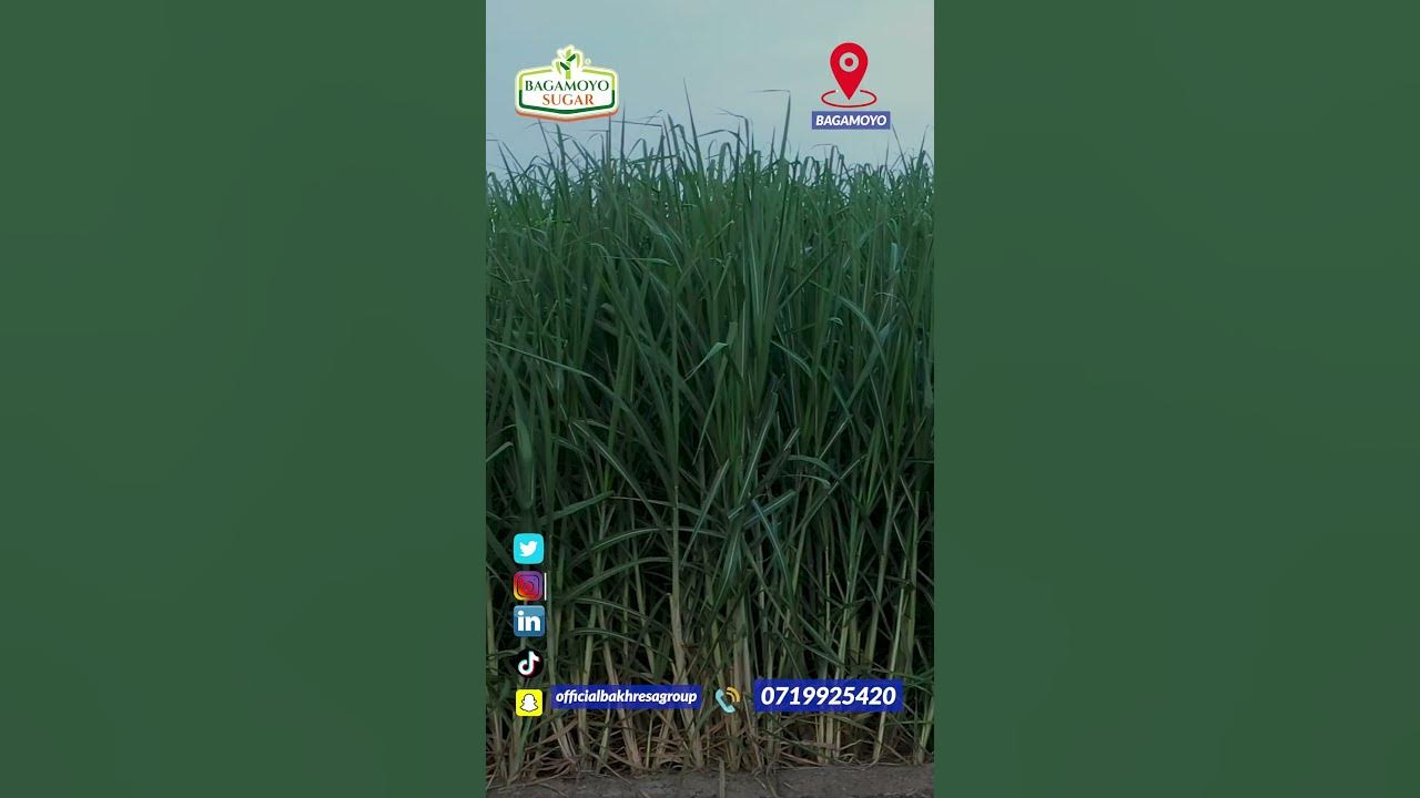 Azam Bagamoyo Sugar Limited YouTube