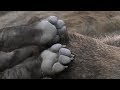 SafariLive-  All the Djuma Hyena clan  cubs!