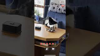 Dog stealing cookies 🐕