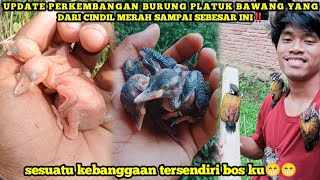 Update on the development of the Bawang Platuk bird from cindil until now without an incubator 🤔‼️