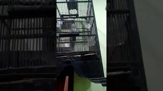 Download Lagu Burung trucak gacor MP3 Download Lagu Burung trucak gacor MP3