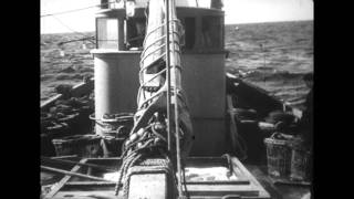Sea Harvests PZ 513 from Newlyn 1940s
