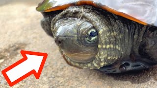We collected various creatures that live in the river, such as stinky turtles and giant shellfish. by ひろりる 37,633 views 7 months ago 10 minutes, 5 seconds