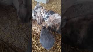 تربية الأرانب أرضي  | Rabbit raising in the ground