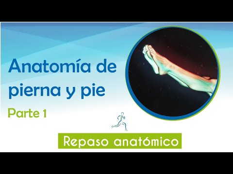 Los partes musculos pie de del