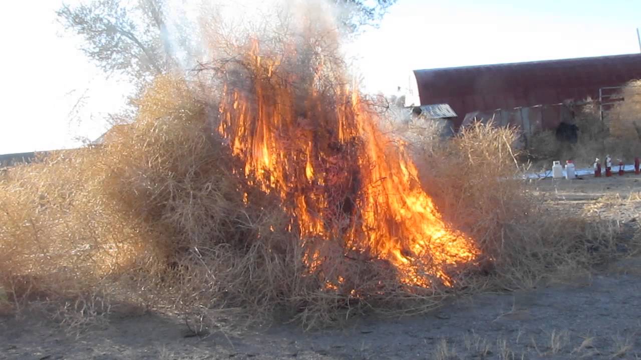 Burning Tumbleweed YouTube