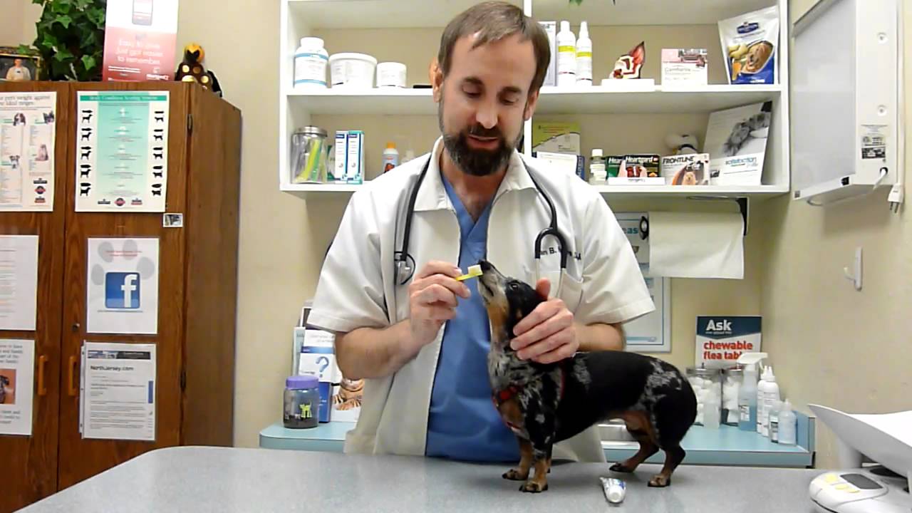 How to brush your dog's teeth YouTube