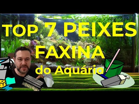 Vídeo: Top 5 peixes de aquário de água doce e bichos que comem algas