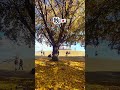 Autumn in Japan #autumn #autumnjapan #fall #goldentree #ginkgo