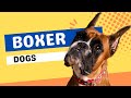 Boxer Dogs 101 - Top 10 Boxer Facts