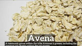 What is Avena | How to Say Avena in English | How Does Avena Look