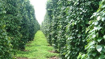 Cách chăm sóc cây hồ tiêu vào mùa mưa