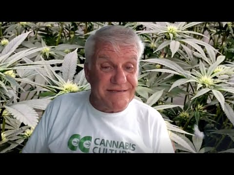 The THC show with Glenn Wells - Episode 295