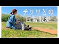 【チワワの散歩】しらすとの日常のお散歩です❤️