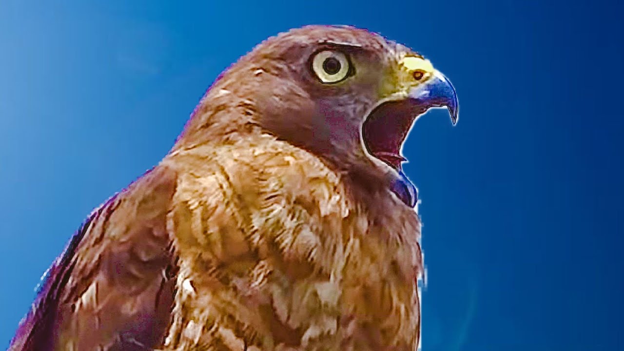 звук из ястреб-перепелятник пение