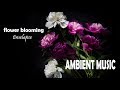 Relaxing ambient music  beautiful flower blooming timelapse  chill out  meditate sounds